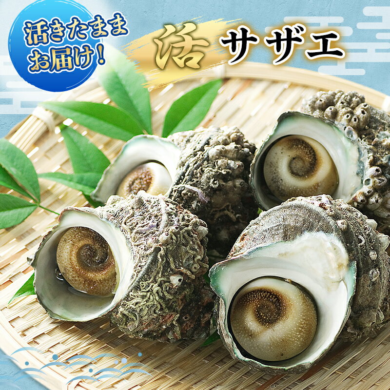 【ふるさと納税】活サザエ 5～15個 活きたままお届け 活 サザエ さざえ 貝 魚介 魚介類 海鮮 刺身 つぼ焼き 厳選 冷蔵 冷蔵配送 静岡 静岡県 河津 河津町　お届け：毎年4月～9月中旬出荷予定