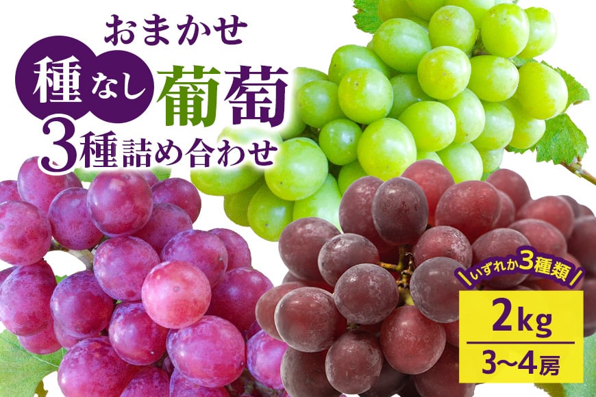 
            【 2025年 先行予約 】 おまかせ 種なし 葡萄 3種 詰め合わせ 2kg 開田ぶどう園 3房 ～ 4房 種無し 品種 お任せ 食べ比べ セット ぶどう ブドウ 果物 くだもの フルーツ 2キロ 9月 10月 発送 秋 旬 茨城県産 産地直送 産直 農家直送 冷蔵 茨城県 石岡市 (G165)
          