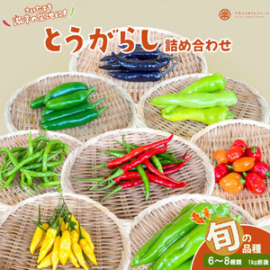 【十色とうがらしファーム】とうがらし＜旬の品種詰合せ＞