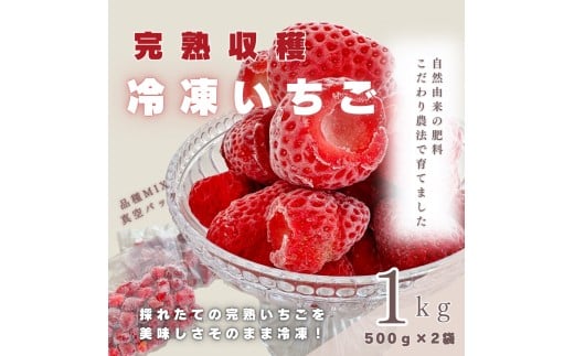 【採れたて瞬間冷凍！】滋賀県愛荘町産 冷凍いちご 1kg（500g×2）品種ミックス   冷凍 いちご 紅ほっぺ よつぼし みおしずく あまえくぼ  BJ05