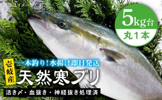壱岐島産 天然寒ブリ（5キロ台・丸もの） 《壱岐市》【壱岐島　玄海屋】[JBS003] ぶり 寒ぶり ブリ 魚 刺身 しゃぶしゃぶ ぶりしゃぶ 天然 処理済 5kg 丸もの 50000 50000円