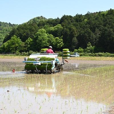 ふるさと納税 京丹波町 《 予約受付 》 こしひかり 京丹波町産 10kg 令和8年度産米 |  | 03