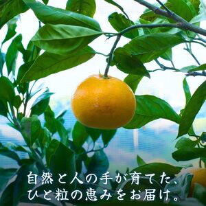 有田みかん 10kg / 和歌山 有田 広川 みかん ミカン 柑橘 果物 くだもの ギフト フルーツ 果実 ※2026年11月中旬〜翌年1月下旬頃に順次発送予定【hkt004-p-10】