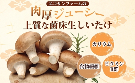 しいたけ800g (100g×8) 菌床 肉厚 生しいたけ ジューシー 小分け 食物繊維 国産 お取り寄せ グルメ こだわり しいたけ 椎茸 シイタケ きのこ ヘルシー エコサンファーム 送料無料 埼