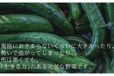 【フードロス対応・規格外】有機キュウリ　訳あり野菜を簡易包装にして増量　接ぎ木ではない昔ながらの自根きゅうり　旬の時期（６月、7月、8月）のみ夏季限定発送 2139 きゅうり　胡瓜