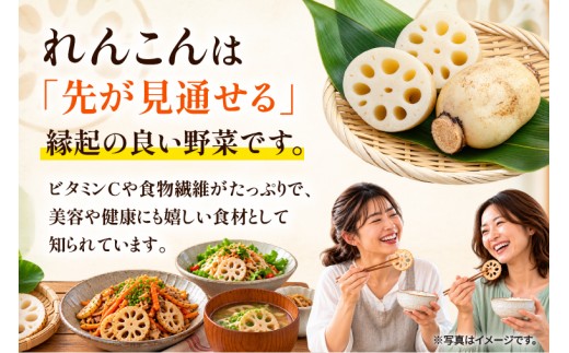 先行予約 れんこん 2kg お多福れんこん 蓮根 レンコン 農家直送 産地直送 新鮮 野菜 根菜 有機肥料 【2026年9月より順次発送】（111-01）