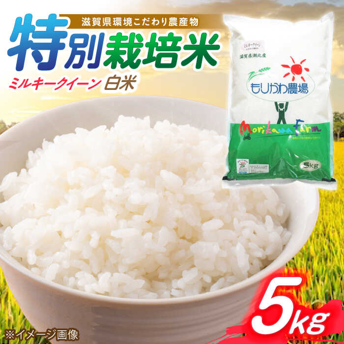 【ふるさと納税】【令和7年産】滋賀県 低農薬栽培 ミルキークイーン 白米 5kg 滋賀県長浜市/有限会社もりかわ農場 [AQBL023] ミルキークイーン 米 お米 白米 5kg ブランド米 美味しい人気 おすすめ