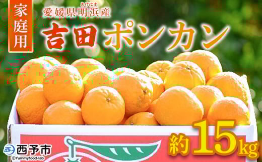 ＜愛媛県明浜産 吉田ポンカン 家庭用 約15kg＞ 果物 くだもの フルーツ みかん ミカン 柑橘 吉田ぽんかん よしだぽんかん ヨシダポンカン 訳あり ご自宅用 特産品 愛媛県 西予市【常温】
