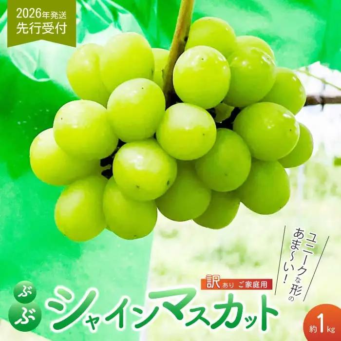 《2026年夏頃発送・先行受付》【ひのきファームランド】 訳あり ぶぶシャインマスカット 1kg ぶどう マスカット 果物 フルーツ 233001