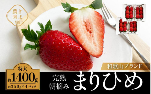 特大まりひめイチゴ 朝摘 6個～11個入×4パック［2027年1月中旬頃より発送］［先行予約］［KT4］