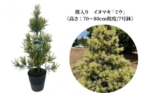 
                  斑入り イヌマキ  「 ミウ 」《高さ：70～80cm程度》
                