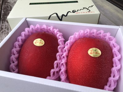 【数量限定・先行受付】厳選大玉宮崎完熟マンゴー　2玉　計１キロ程度