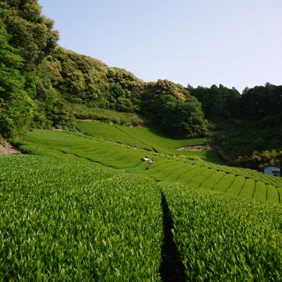 ふるさと納税 静岡市 お茶処静岡市の茶農家から味わいの静岡茶セット『計600g』 |  | 03