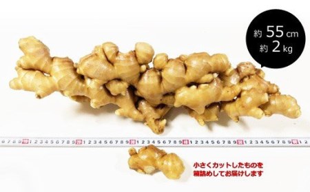 生姜 小分け 100g×5袋　高知県産 国産 囲い生姜 使い切りサイズ 低農薬 お試し