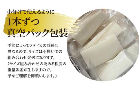 【サイズ不揃い】ソデイカ・刺身用ブロック　1Ｋg/沖永良部島特産