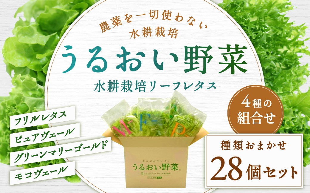 
                  水耕栽培 リーフレタス「うるおい野菜」28個セット 野菜 フリルレタス ピュアヴェール グリーンマリーゴールド モコヴェール セット 福岡県 北九州市
                
