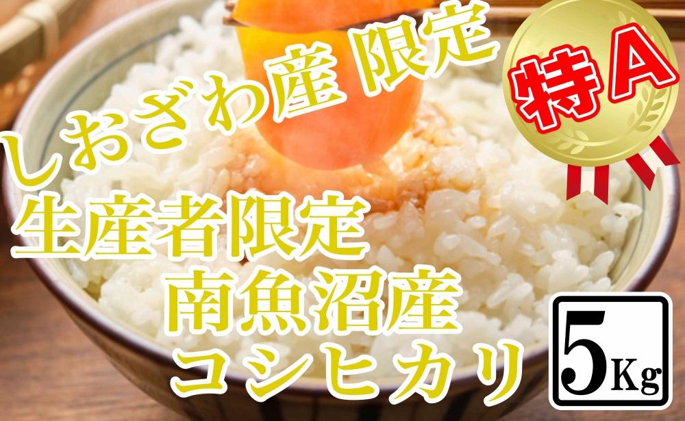 【令和7年産】【精米5kg】しおざわ産限定 生産者限定 南魚沼産コシヒカリ【2025年10月上旬より順次発送予定】