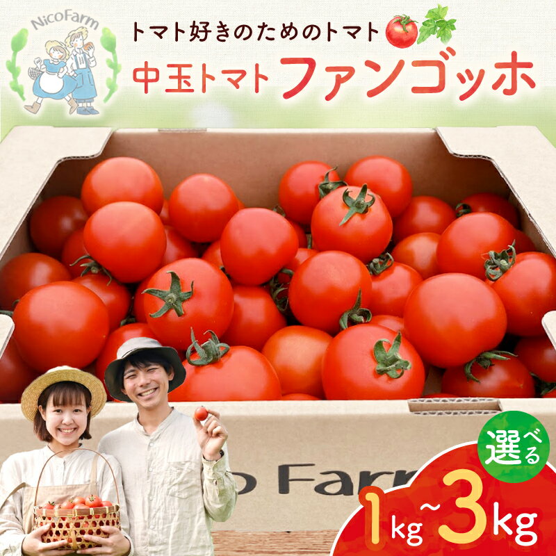 【ふるさと納税】【先行予約：2026年7月下旬頃より発送】【容量が選べる！】NicoFarm ファンゴッホ (中玉トマト) 肉厚トマト 程よい酸味 トマト好き 調理用トマト そのまま食べる 甘みと酸味理 サラダトマト 完熟トマト パスタソース 煮込み料理 北海道 余市町 送料無料