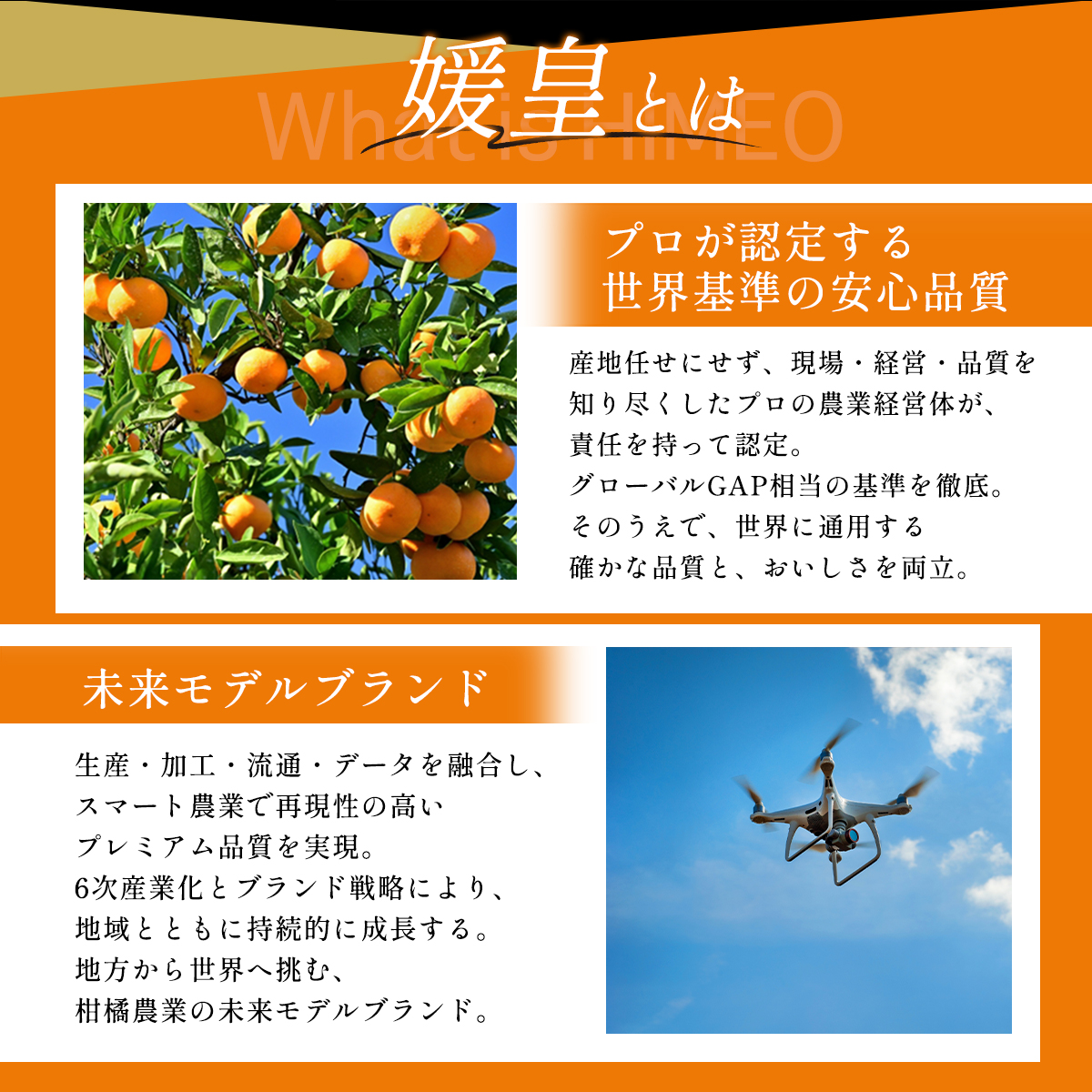 【先行受付】最高級みかん 媛皇 媛小春 4kg 愛媛県 八幡浜市 希少な幻の柑橘 黄色【H25-321】【1714065】 YWTAP262