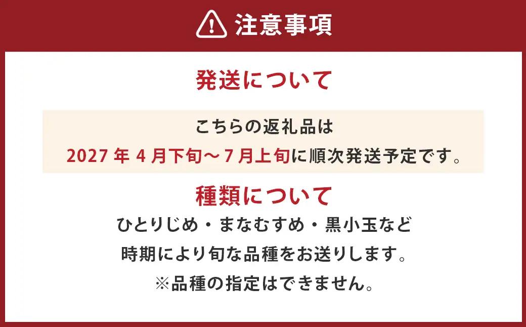 ＜ R8年熊本地震復興支援 ＞小玉西瓜 2玉入 1玉あたり1.5kg以上 すいか スイカ【2027年4月下旬～7月上旬迄順次発送予定】