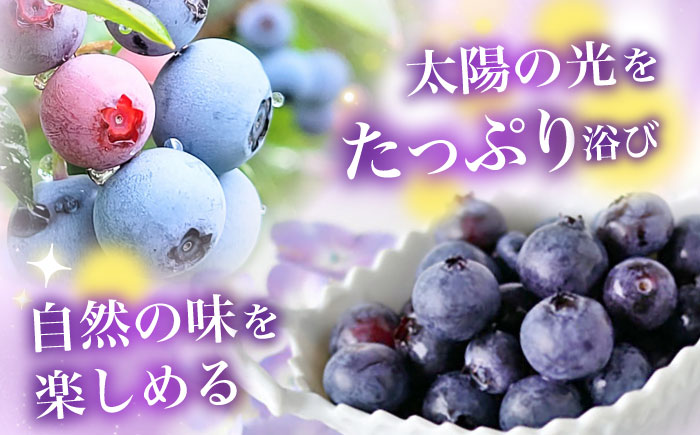 【先行予約受付中】築上町産 冷凍 ブルーベリー 1kg 【2025年9月以降順次発送】《築上町》【(有)工房よしかわ】国産 ブルーベリー [ABAK001] 13000円 1万3千円