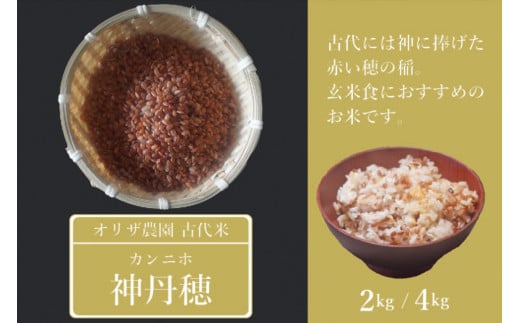 【ふるさと納税】オリザ農園 自然栽培の古代米「神丹穂(カンニホ)米」4kg(2kg×2袋)【長野県信濃町】