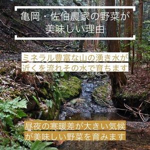 野菜 定期便 直送 6回 朝採れ 7～10品目 京都丹波 亀岡 佐伯の里 訳あり生活応援野菜 定期便  家計応援野菜 定期便  朝採れ野菜定期便 ふるさと納税野菜 野菜定期便 京都丹波産野菜 野菜定期