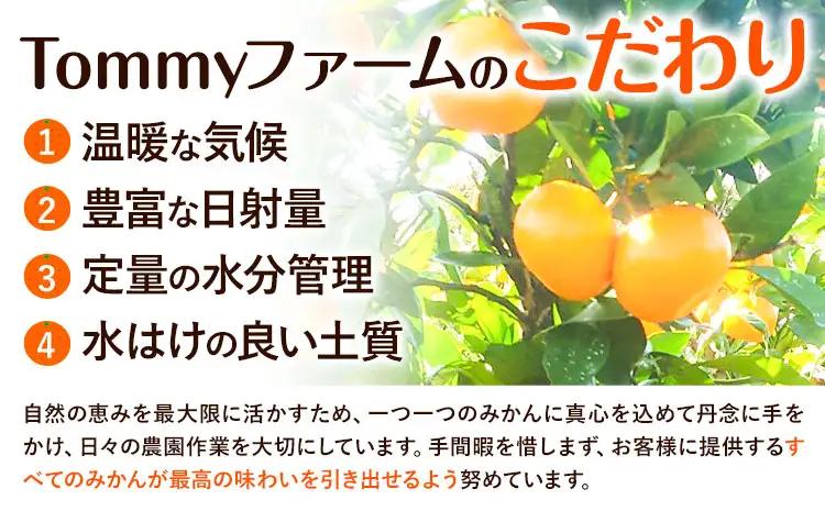 訳あり 木なり ハッサク 約10kg 笑いの里のTommyファーム