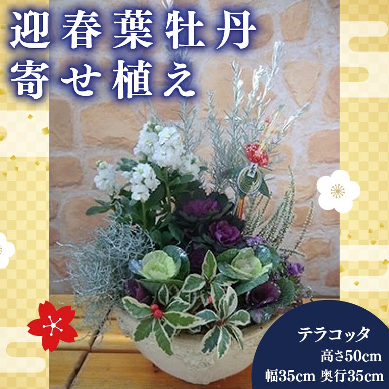 【ふるさと納税】 葉牡丹 寄せ植え 正月飾り テラコッタ 迎春 ガーデニング 冬 季節 庭 贈答 プレゼント ギフト 植物 2025年11月下旬より発送開始 オンライン決済限定 花壇 園芸 観葉植物 インテリア 玄関 室内 屋外 冬の花 正月準備 年末年始 冬支度 藤枝市 静岡県