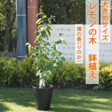 大きめサイズ レモンの木(璃の香)鉢植え(黒プラスティック27cm)