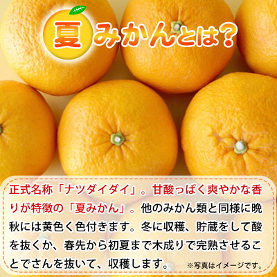 G7074_【2026年先行予約】湯浅産 夏みかん 7.2kg