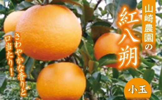 【２月初旬発送】数量限定 山崎農園の紅八朔 (はっさく) 小玉 10〜11kg _b-252