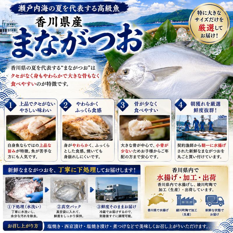 生鮮 香川県産 まながつお 1尾 1.8kg以上 マナガツオ 真魚鰹 真名鰹 魚 魚介 魚介類 冷蔵 香川 香川県