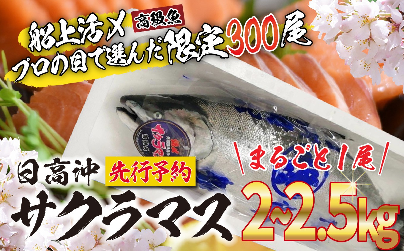 
             ＜ 2026年5月から順次発送 ＞ 北海道産 サクラマス 2～2.5kg まるごと 1尾 北海道 鱒 マス 旬 新鮮 魚 鮮魚 活〆  ＜ 予約商品 ＞
          