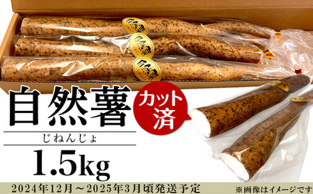 自然薯 約1.5kg(カット済)【※重量（約1.5kg）に合わせてお届け】【2024年12月～2025年3月ごろ発送予定】【 じねんじょ とろろ 山芋 自然薯下妻 自然薯茨城 自然薯とろろ 自然薯人気 自然薯カット 】