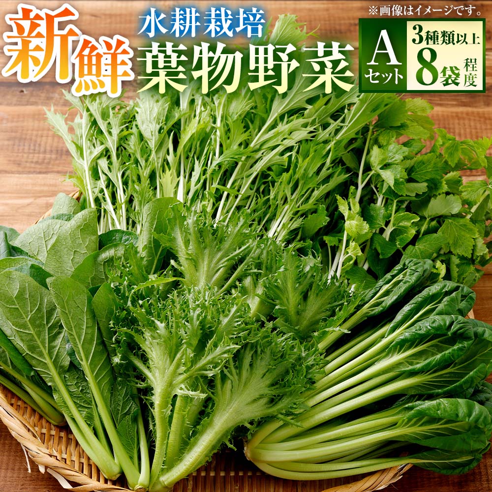 【ふるさと納税】 水耕 栽培 新鮮 葉物 野菜 Aセット GreensFarm ホタル サラダ 和え物 M06S22 岐阜県 美濃加茂市 送料無料【2026年11月上旬～2027年6月上旬発送予定】