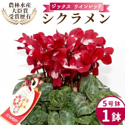 ふるさと納税 設楽町 愛知県産 シクラメン ジックス 5号鉢×1鉢 ワインレッド 花 生花 ガーデニング