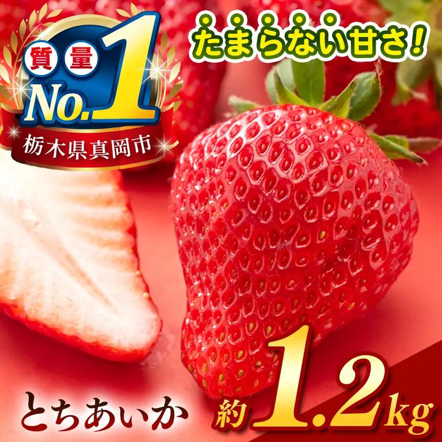 【2027年1～3月発送】【先行予約】 栃木のこでらんないイチゴ（とちあいか） 約300g×4