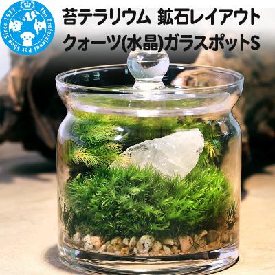ふるさと納税 邑楽町 苔テラリウム 鉱石 クォーツ(水晶)ガラスポットS 説明書付|09_chm-bm0101