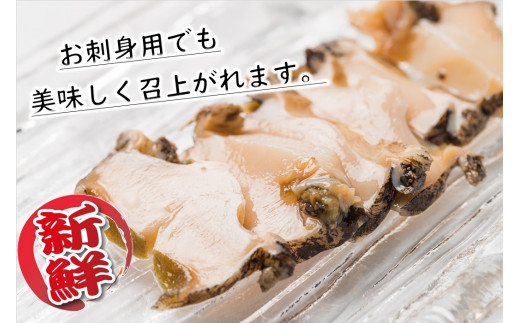 【期間限定11月～12月発送】活アワビ 約500g(4個前後)【05】三陸 岩手県 大槌町 あわび 人気 鮑 いわて iwate 2025