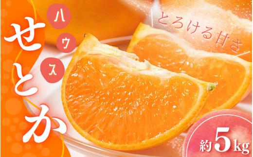 
                  【先行予約】橋本農園のハウスせとか 5kg 玉数・サイズおまかせ 【2027年2月初旬から2月末までに順次発送】 / せとか ハウスせとか みかん 蜜柑 柑橘 フルーツ 果物 くだもの 先行予約
                