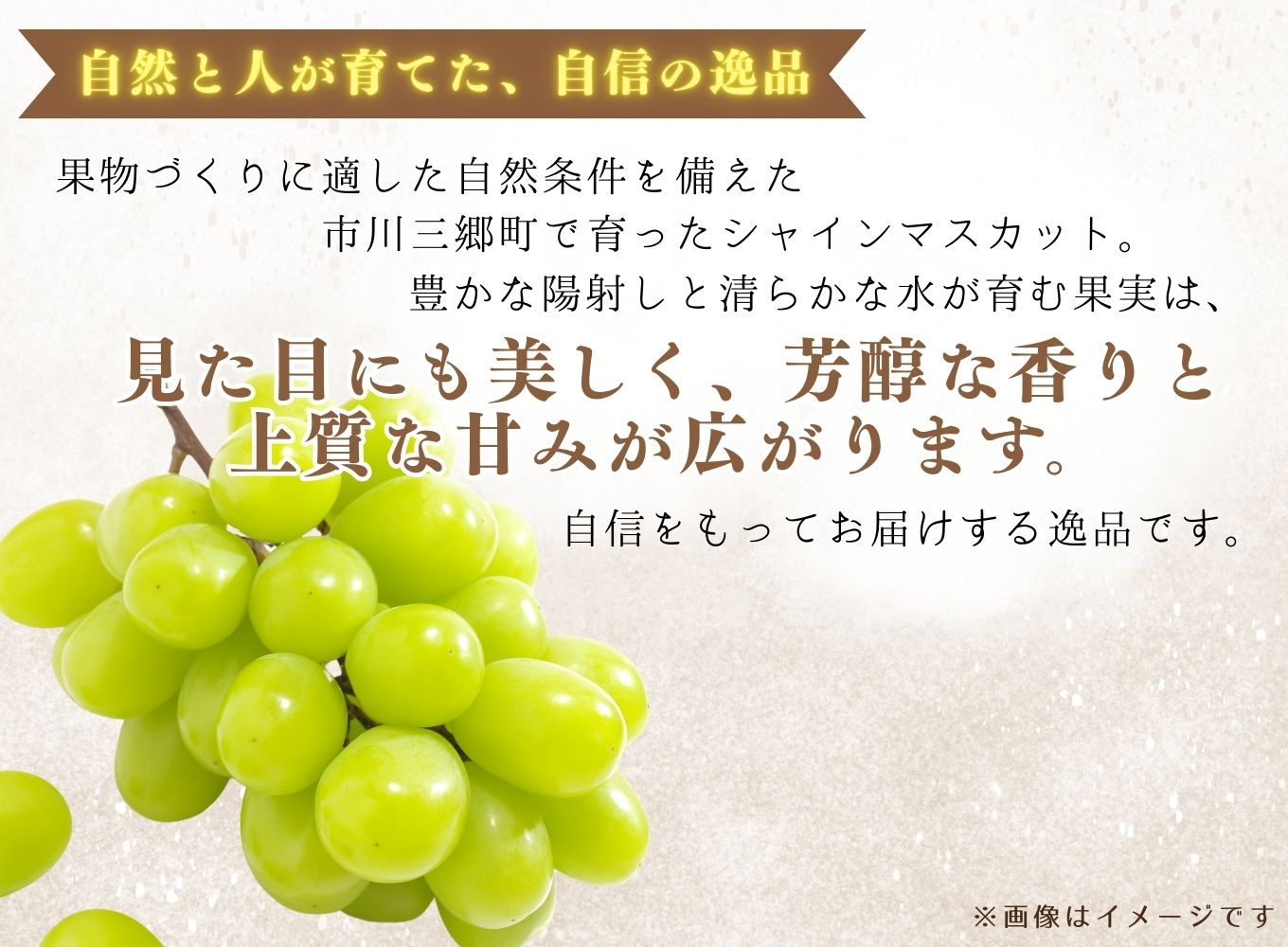 【2025年8月下旬から発送！】市川三郷町産 シャインマスカット 約1～1.2kg（2～3房） 村松農園 [5839-2236]