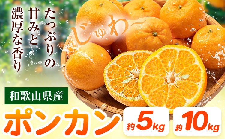 
                  ポンカン 和歌山県産 選べる内容量 約5kg 約10kg マルツネ農園《2027年1月中旬-3月下旬頃出荷》 和歌山県 日高川町 ポンカン 旬 果物 フルーツ 柑橘 産地直送
                