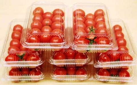 真子のミニトマト（約1,3kg） 味の濃い ビタミン豊富 完熟 プチトマト 特別栽培 新鮮　採れたて 佐賀県産 送料無料