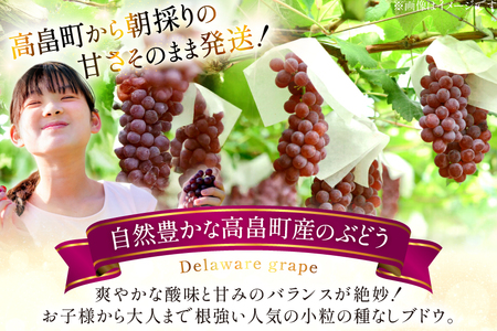 【期間限定発送】 ぶどう 朝採り デラウェア 秀 L～2L 7房 約 1kg [Ｈinataぶどう園 山形県 高畠町 tk06ayt190001] 種無し ブドウ 葡萄 くだもの 果物 フルーツ 産地