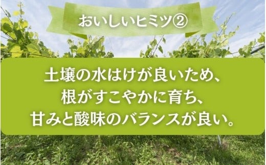 【2026年先行予約】＜お試し＞岡山県産 シャインマスカット ２kg以上 (3~5房)【fsfm009-01】