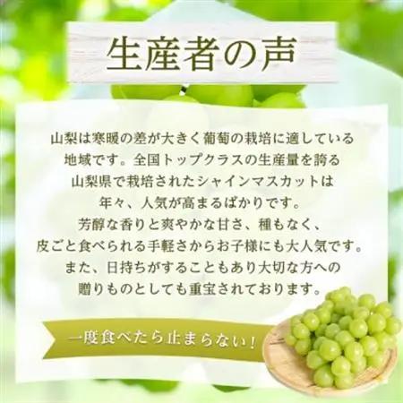 2026年発送　シャインマスカット1房(約500g)【配送不可地域：離島・沖縄県】【1666979】