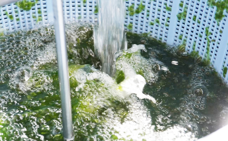 もずくとアーサぞうすい　6個入り×2箱セット【アーサの安里】 あーさ もずく 雑炊 最優秀賞 受賞 簡単 先行予約 夜食 保存食 非常食 まとめ買い セット 海藻 ヘルシー 簡単 手軽 ふるさと納税 