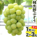 【ふるさと納税】選べる 岡山県産 桃太郎ぶどう1房 約500gor 約1.3kg 2～3房《2025年9月上旬‐10月中旬頃出荷》晴れの国 おかやま館(フルーツランド岡山) 岡山県 浅口市 フルーツ 果物 青果 旬 葡萄 ぶどう【配送不可地域あり】