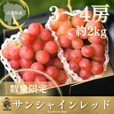 【ふるさと納税】【2027年発送 先行予約】希少サンシャインレッド 3房～4房 約2kg【配送不可地域：離島】【2000605】